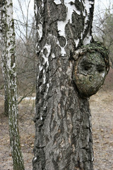The unusual growth on the trunk of a birch tree looks like a hum