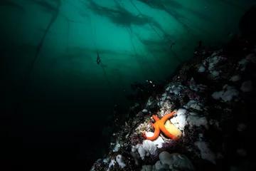 Gordijnen Scuba diving in British Columbia © Michael Bogner