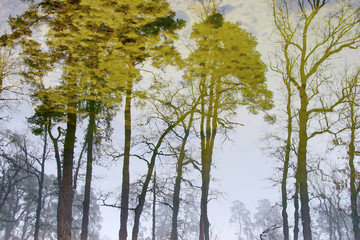 Reflection of bare trees in the spring pond with a sandy bottom
