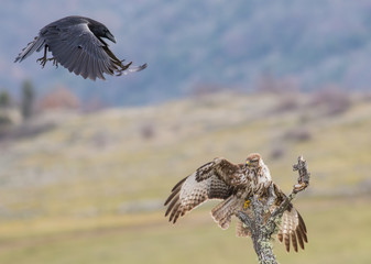 Raven vs Common Buzzard