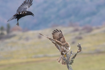 Raven vs Common Buzzard