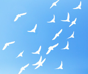 silhouette dove on a background of blue sky