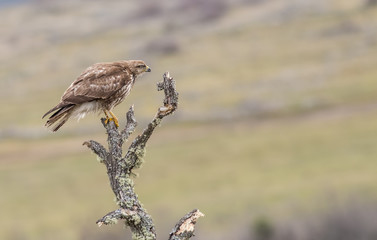 Common Buzzard (Buteo buteo)