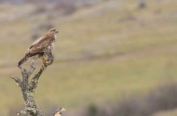 Common Buzzard (Buteo buteo)