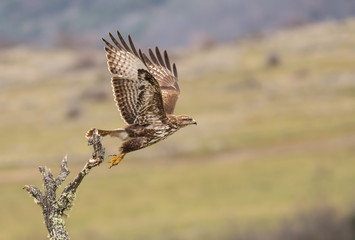 Common Buzzard (Buteo buteo)