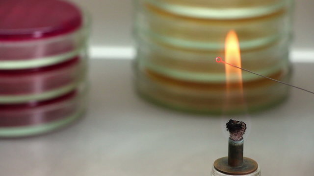 A man incinerates  bacteriological loop in alcohol burner flame to sterilize it on the petri plates stack background. Lockdown. Close up.