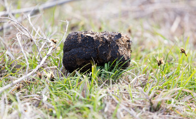 horse poo