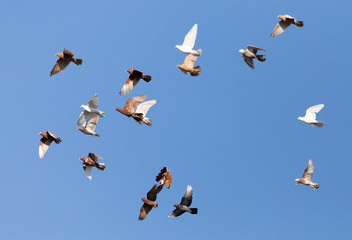 flock of pigeons on blue sky
