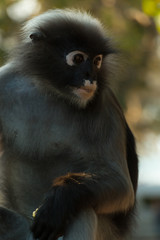 Dusky Langur