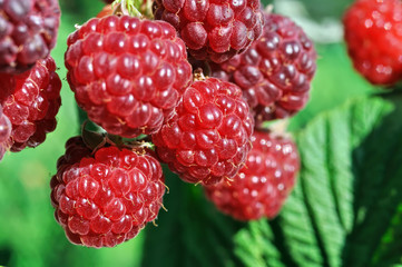 close-up of ripe raspberry