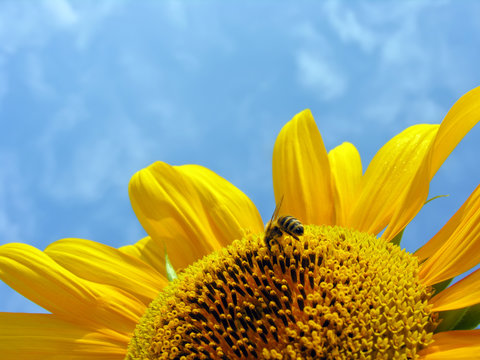 working bee on the blooming sunflower