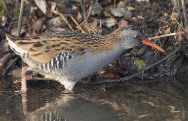 Water Rail (Rallus aquaticus)