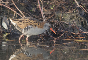 Water Rail (Rallus aquaticus)
