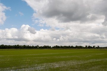 Paisagem campestre