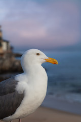 California Gull