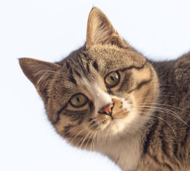 portrait of a cat in nature