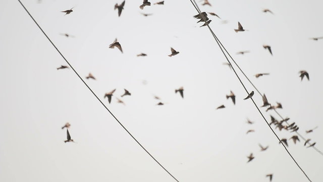 Swallows Fly and Sit on electric Wires