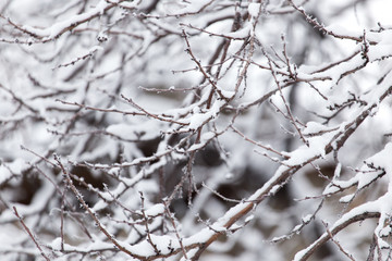 Snow on the tree in nature