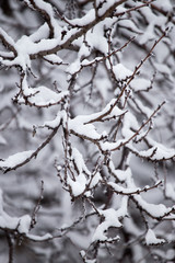 Snow on the tree in nature