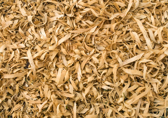 Wet yellow sawdust from pear  tree