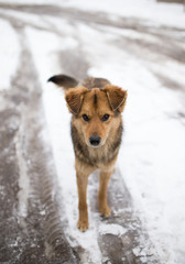dog portrait outdoors in winter
