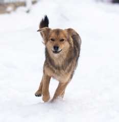 dog running outdoors in winter