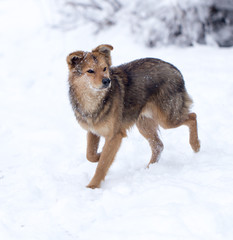 dog running outdoors in winter