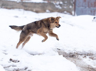 dog running outdoors in winter