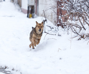 dog running outdoors in winter