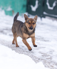 dog running outdoors in winter