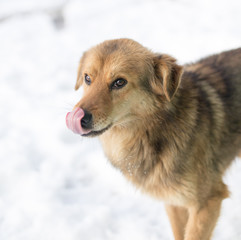 dog portrait outdoors in winter