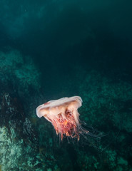 Jellyfish in British Columbia