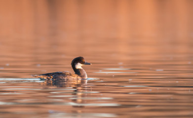 Smew (Mergellus albellus)