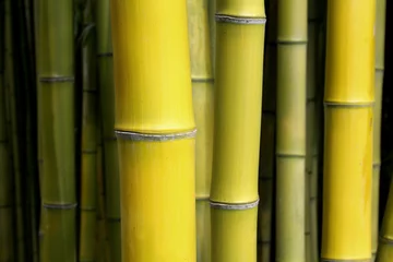 Photo sur Aluminium Bambou Green bamboo nature backgrounds