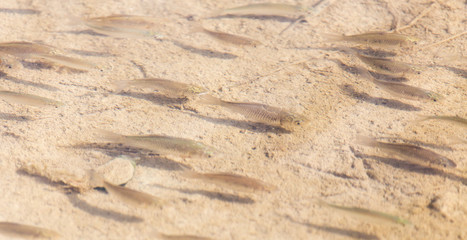 fish across surface of water in nature.