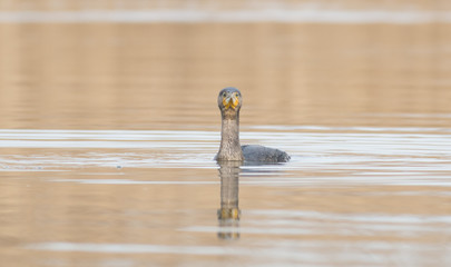 Great Cormorant (Phalacrocorax carbo)