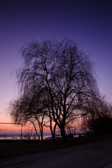 Fototapeta na wymiar beautiful silhouette of a tree after sunset