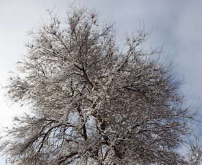 Snow on the tree against the blue sky