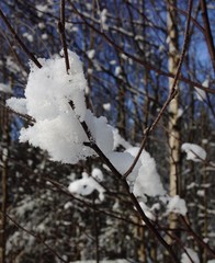 White snow on the trees in the forest. Beautiful winter of the world.
