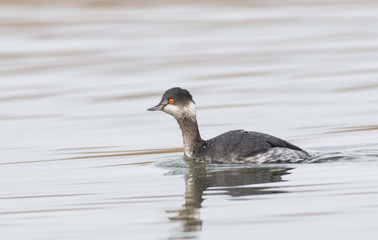 Fototapeta premium Black-necked Grebe (Podiceps nigricollis)