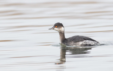 Black-necked Grebe (Podiceps nigricollis)