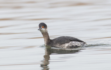Black-necked Grebe (Podiceps nigricollis)