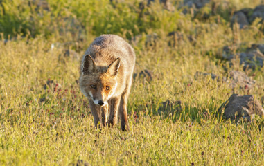 Red fox (Vulpes vulpes)