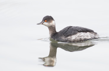 Black-necked Grebe (Podiceps nigricollis)