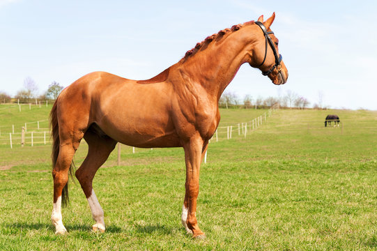 Purebred braided red stallion standing on pasturage. Exterior im
