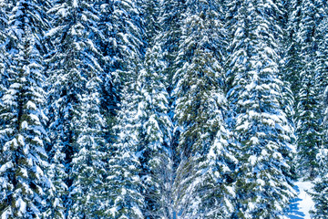 Winter  Forest under snow