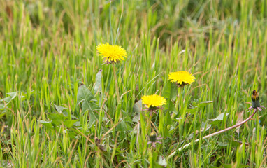 yellow dandelion on nature © schankz