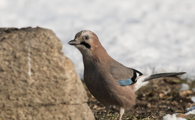 Jay (Garrulus glandarius)