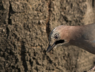Jay (Garrulus glandarius)