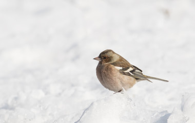 Common Chaffinch (Fringilla coelebs)